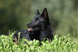 SCHIPPERKE 669